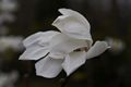 Magnolia stellata Rosea-10 Magnolia gwiaździsta